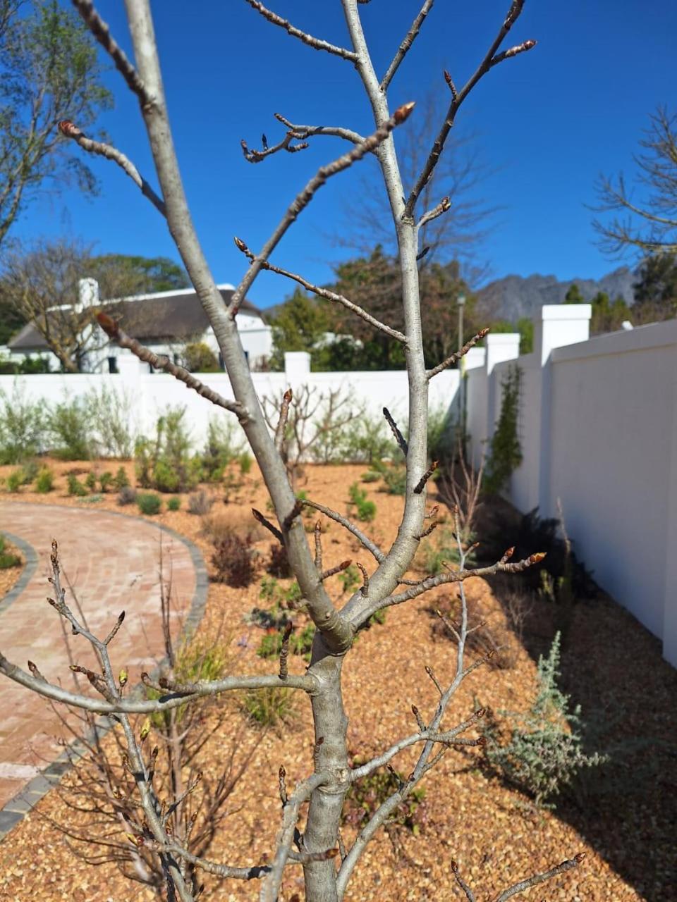 Largest One Bed Apartment & Private Pool In The Hoek Franschhoek Exterior foto